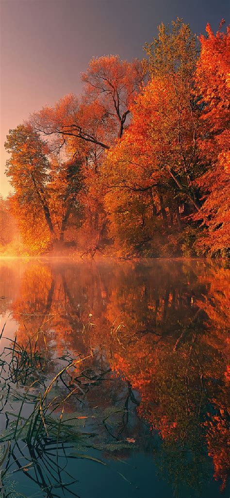 trees fall reflection autumn 4k iPhone X Wallpapers Free Download