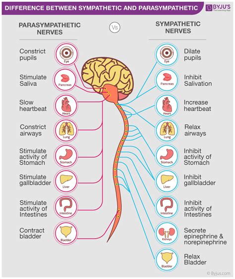 Differences Between Sympathetic And Parasympathetic Nervous System