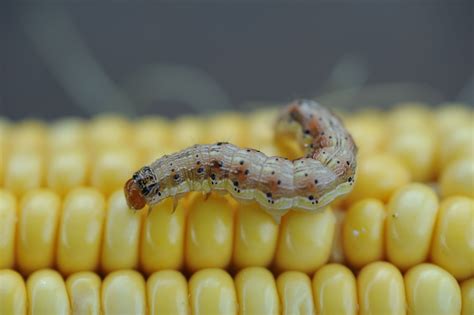 Corn Earworm | NC State Extension