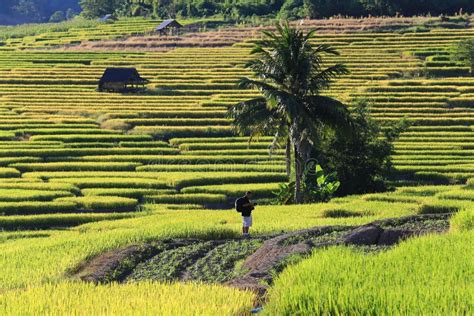 Rice Terraces,chiang Mai,thailand Editorial Stock Image - Image of ...