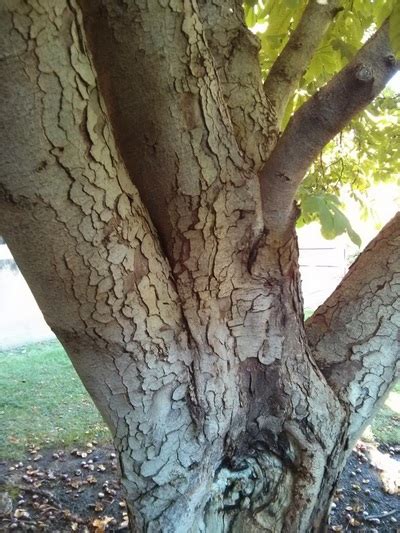 Horse Chestnut Tree Bark