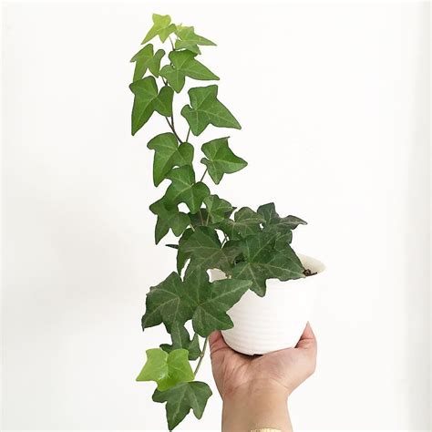 How to Care for Your English Ivy Plant | Ivy plant indoor, English ivy ...