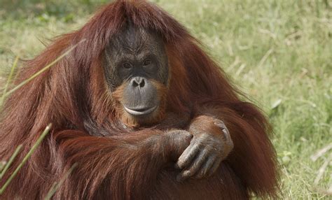 Watch: The heartwarming moment an Orangutan saved a bird from drowning