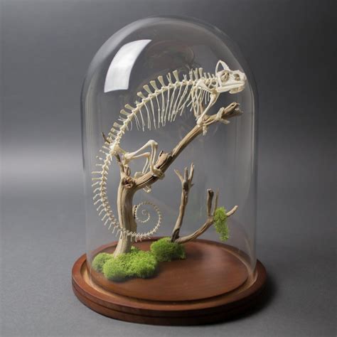 Meller's chameleon skeleton, one of the largest chameleon skeletons in ...