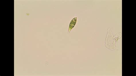 Euglena Cell Under Microscope