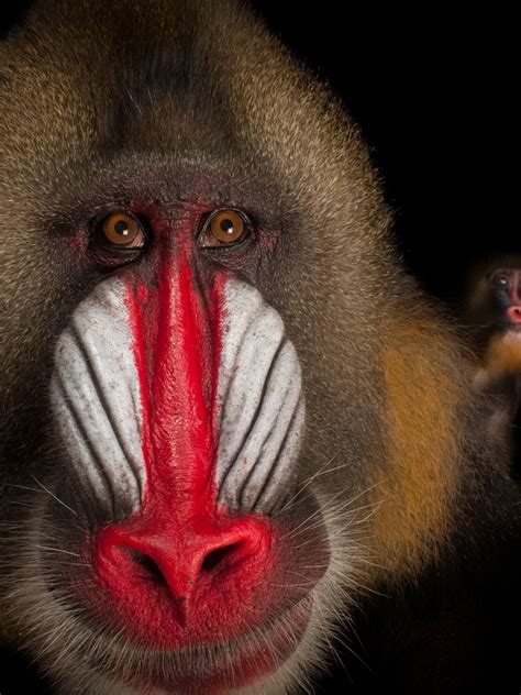 Mandrill Baboon