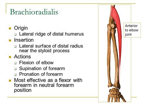 Brachioradialis ( Note: Muscle of "extensor" compartment of forearm ...