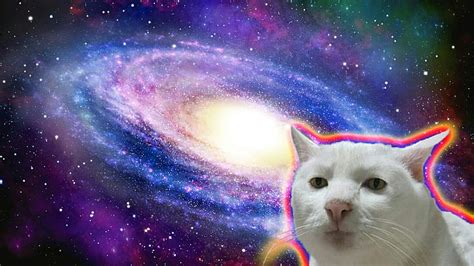 HD wallpaper: cat, space, pets, domestic cat, mammal, animal themes ...