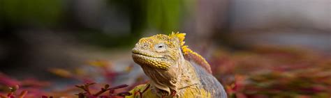 Galapagos Land Iguana Facts | Reptiles | Wildlife Guide