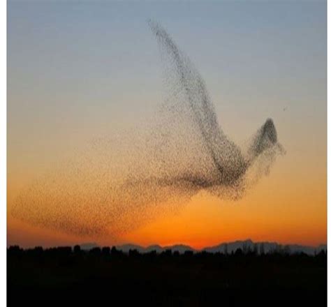 A flock of Starlings | Birds in the sky, Sunset images, Murmuration