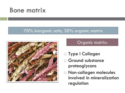 PPT - Bone Physiology PowerPoint Presentation, free download - ID:1973165