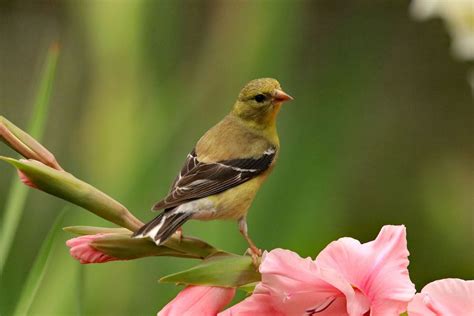 Meet the 3 Types of Goldfinches in the United States - Birds and Blooms