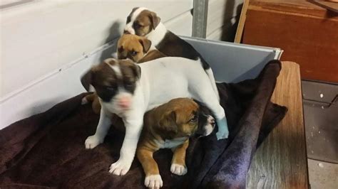 Bulloxer puppies (American Bulldog x Boxer) for sale in Burleson, TX ...