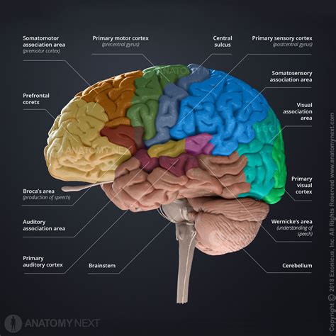 Describe the Appearance of the Cerebrum