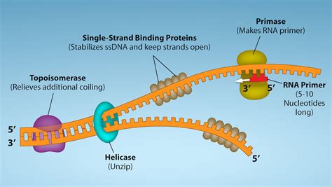 Section 7.5: DNA Replication in Prokaryotes - Biology LibreTexts