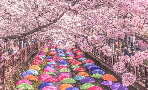 South Korea Cherry Blossom Guide 2024 — The Only Guide You’ll Need