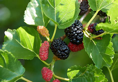 Morus alba, el árbol que sirve de alimento para los gusanos de seda.