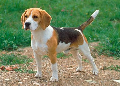 Beagle Dog Breed Profile - Your Dog