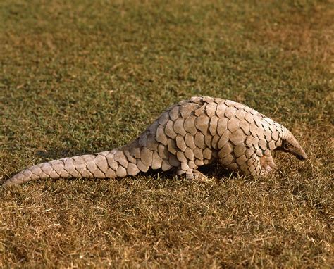 About Pangolins - Save Pangolins