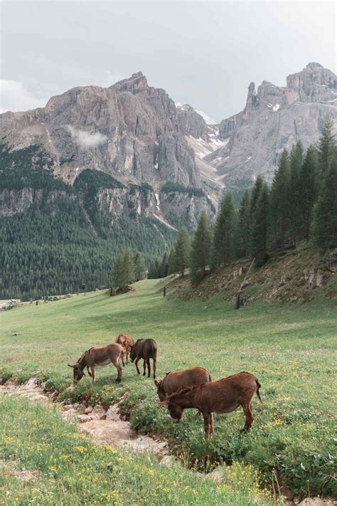 Hiking in the Dolomites: 4 days complete itinerary | Dolomites, Dream ...