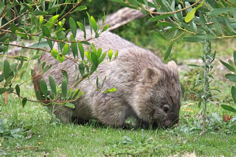 A wombat eating his dinner! - Free Two Roam