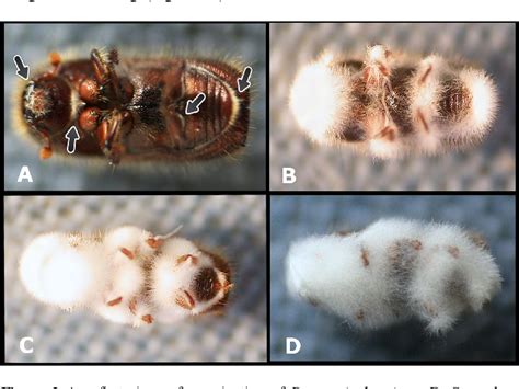 Figure 2 from Entomopathogenic fungus species Beauveria bassiana (bals ...