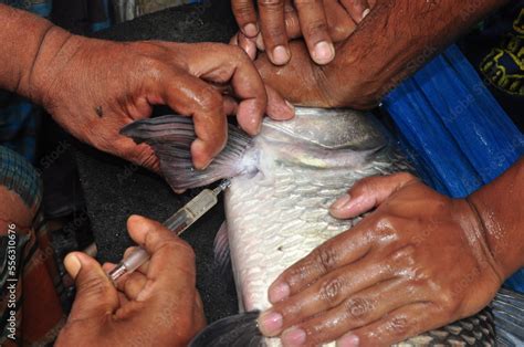 Fish breeding Stock Photo | Adobe Stock