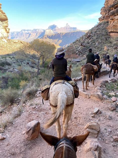 Grand Canyon Mule Trip to Phantom Ranch | Sierra News Online