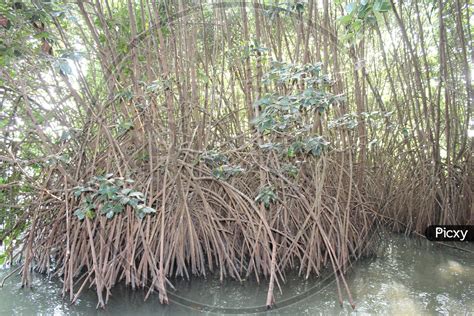 Image of Mangrove Plants With Deep Roots Into Marshy Land-SW436221-Picxy