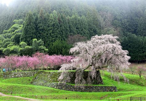 The 6 Best Places to See Cherry Blossoms in Nara, Japan | CuddlyNest