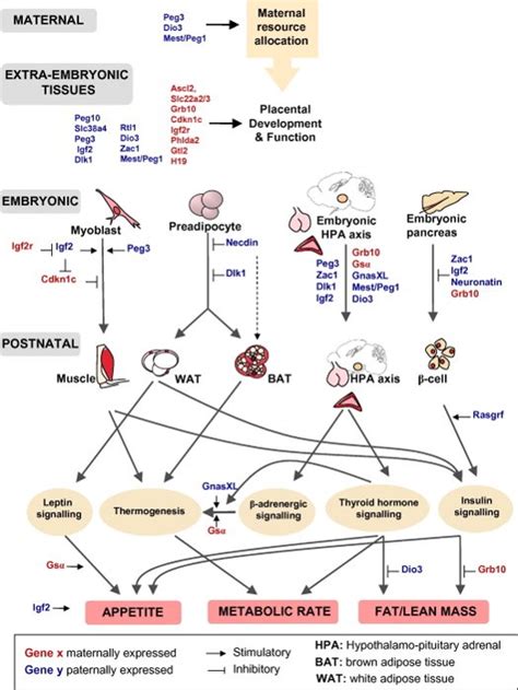 The Imprinted Gene Network – The Journot Lab