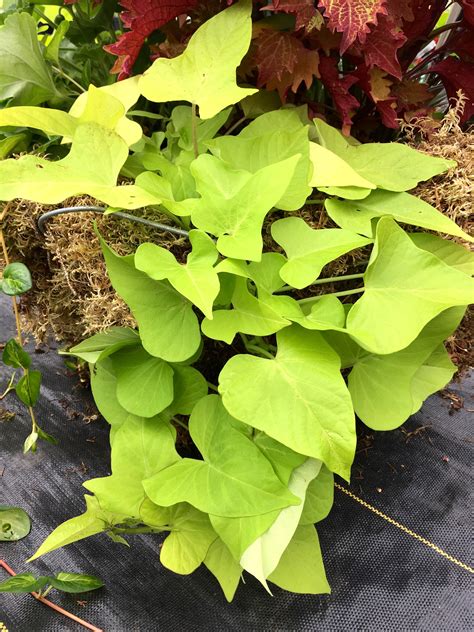 IPOMOEA (SWEET POTATO VINE) MARGUERITE – Horlings Plants