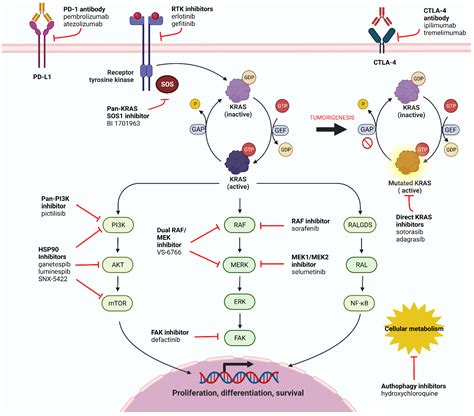 Cells | Free Full-Text | KRAS-Mutant Lung Cancer: Targeting Molecular ...