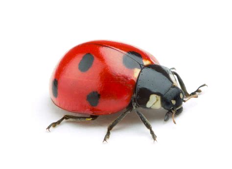 Ladybug Identification, Habitat & Behavior | Ja-Roy