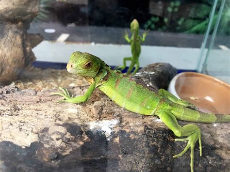 Pet Lizards: Your Ultimate Get-Started Guide | MomsWhoThink.com