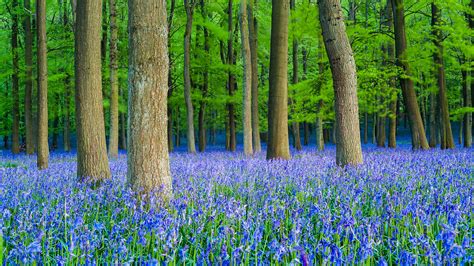 Woods In Spring: Things To See And Do - Woodland Trust