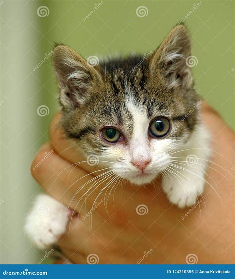 Little Sick Kitten in the Shelter Stock Image - Image of kitty ...