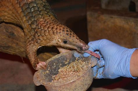 7 Things You (Probably) Didn’t Know About Pangolins