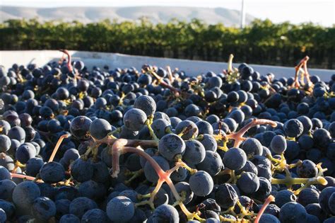 Washington wine grape harvest sets record - Good Fruit Grower