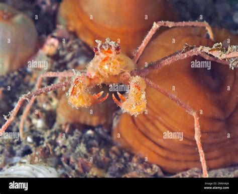 Scorpion Sea Spider (Inachus) Sea Spider, Rinvyle Dive Site, Co. Galway ...