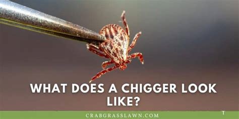 How To Get Rid Of Chiggers In Your Yard - and Prevent! | CrabgrassLawn