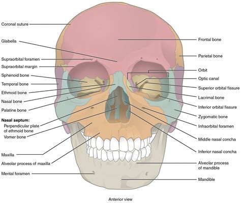 How Many Bones In The Face And Head - Face Wikipedia - (2) diamond ...