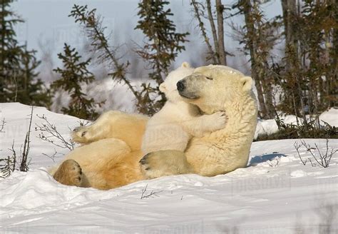 Polar Bear (Ursus Maritimus)With Cub - Stock Photo - Dissolve