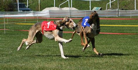 POLISH GREYHOUND／CHART POLSKI | Loyal dogs, Greyhound, Animals friends