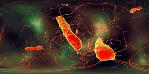 Mucosal Colonization May Contribute to Recurrence of Clostridioides ...