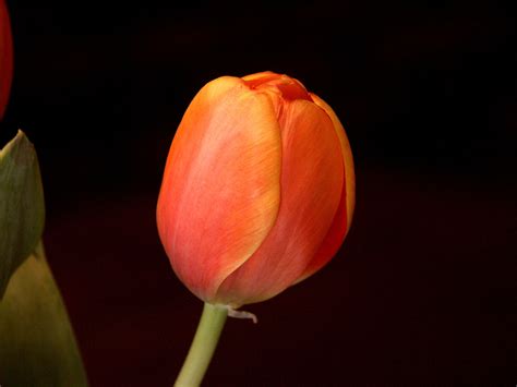 Free photo: Orange Tulips - Beautiful, Beijing, Bloom - Free Download ...