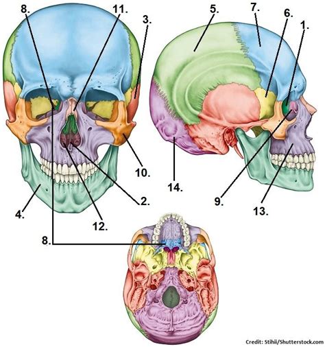 Skull Bones Quiz (Cranial and Facial Bones) | Facial bones, Skull and ...