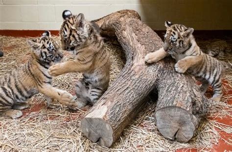 You Can Finally See the Baby Tigers at the Cleveland Zoo! | CoolCleveland