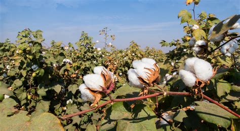 Cotton Cultivation Practices in India | Netafim India