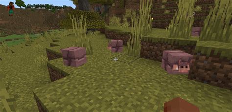 How to find armadillo in Minecraft